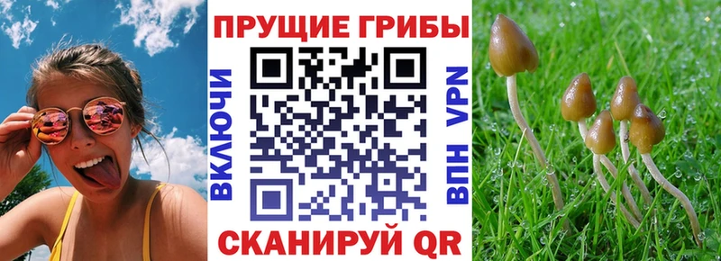 где найти   Туран  Псилоцибиновые грибы GOLDEN TEACHER 